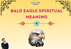 Bald Eagle Spiritual Meaning