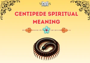 Centipede Spiritual Meaning