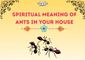 Spiritual Meaning Of Ants In Your House