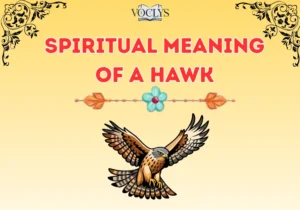 Spiritual Meaning of a Hawk