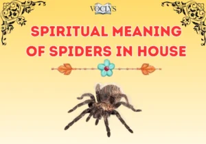 Spiritual Meaning of Spiders in House