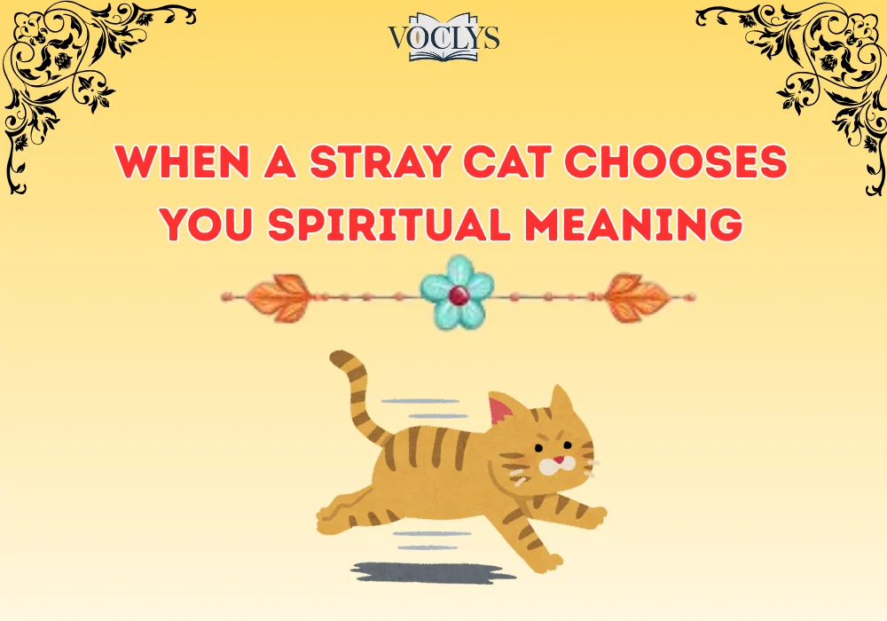 When A Stray Cat Chooses You Spiritual Meaning